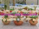 cactus y suculentas  recuerdos de matrimonio , originales y ecologicos
