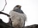 avistamientos de aves el viento en la patagonia chilena hace que los 