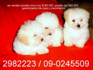 miguel Anuncios gratis para novios en La Florida |  se venden poodle toy y micro toy 2982223 / 09.0245509 , poodle toy $85.000 poodle micro toy 165.000  9-0245509