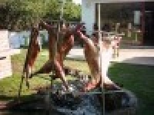 LUIS  Anuncios gratis para novios en Maip&uacute; |   LUSEPE CORDEROS , CORDERITOS A  LA ESPADA MAGALLANICOS 