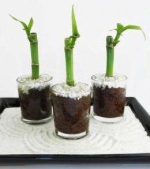 Viveros Real Bonsai Anuncios gratis para novios en La Florida |  Souvenir de Bodas Natural:  Lucky Bamboo, Un Souvenir para Siempre