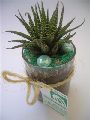 Cultivo Cactus Anuncios gratis para novios en Vi&ntilde;a del Mar |  Souvenirs Novios Quinta Regi&oacute;n, Cactus para todas tus celebraciones