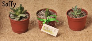 SOFFY Anuncios gratis para novios en Santiago |  Recuerdos para Matrimonio recuerdos Baby shower, recuerdos bautizos, El recuerdo inolvidable para tus invitados
