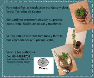 Paulina - M&oacute;nica Anuncios gratis para novios en Santiago |  Recuerdos ecol&oacute;gicos - naturales (cactus- suculentas- hierbas) , Agradece a tus invitados con lindos y ecol&oacute;gicos regalos