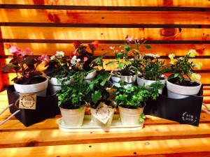 Divino Jard&iacute;n Anuncios gratis para novios en Providencia |  Recuerdos de matrimonio, decoraci&oacute;n relacionados con plantas, Huertos, flores, cactus, dise&ntilde;o &uacute;nico