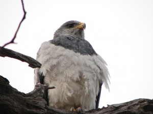 Rodolfo Diaz Miranda Anuncios gratis para novios en Punta Arenas |  Avistamientos de aves in situ lugares del habitad de especies en la , Patagonia chilena fauna y flora reserve aqu&Iacute; on line ahora llame ya 
