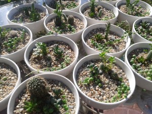 Cactus y suculentas Regala Vida Anuncios gratis para novios en Santiago |  Recuerdo matrimonio / regalo corporativo / encintado bautizo / bodas d, Bodas de oro / recuerdo ecologico / regalo natural / cactus / suculent