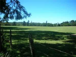 JORGE RODRIGUEZ Anuncios gratis para novios en Temuco |  VENTA Y COMPRA ARAUCANOEVENTOS GESTION  INMOBILIARIA, VENTA DE FUNDOS  ADMINISTRACIONES