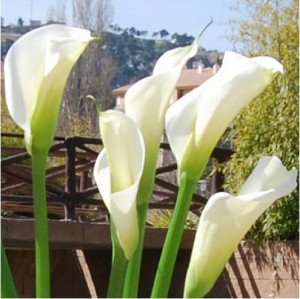 Karina  Anuncios gratis para novios en Independencia |  venta  de calas , pedidos sobre 100 calas a 300 pesos.